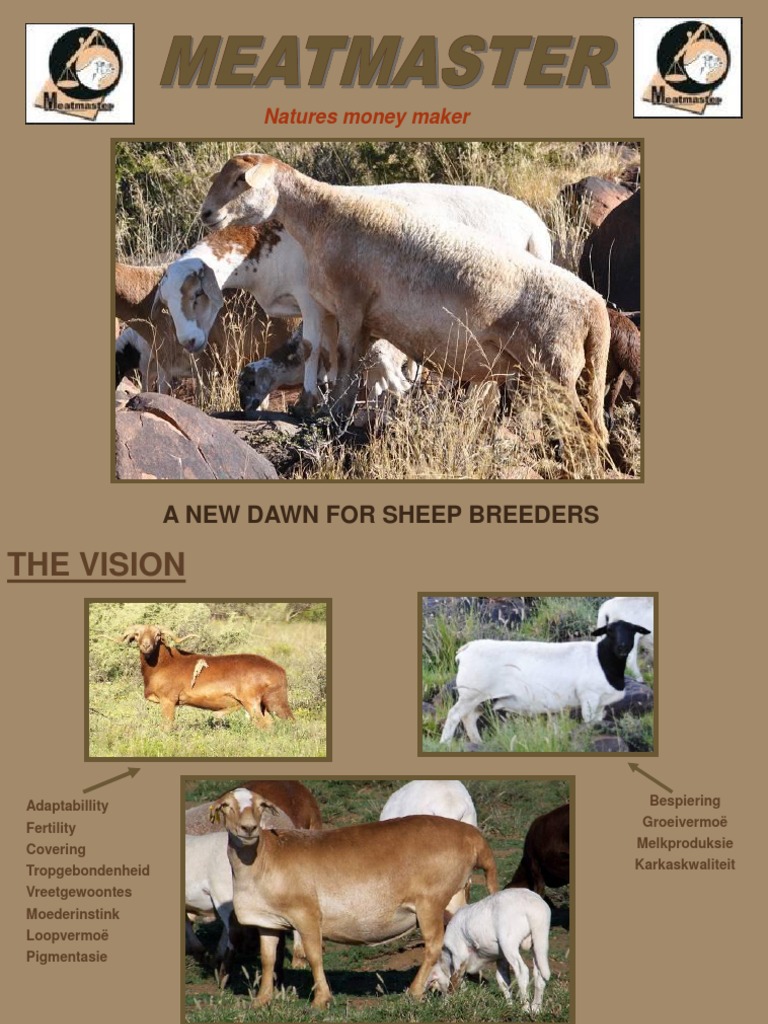 Meatmaster Sheep Breed Overview | PDF | Sheep | Domesticated Animals