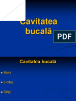 LP 04 Cavitatea Bucala