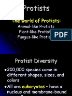 Protists & Their Characteristics