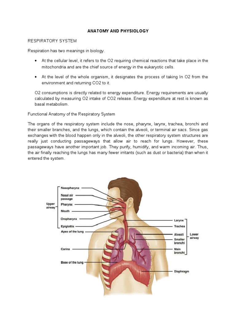 ANATOMY AND PHYSIOLOGY PICTURES PDF visual data 5