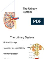 Lecture 23 - the Urinary System