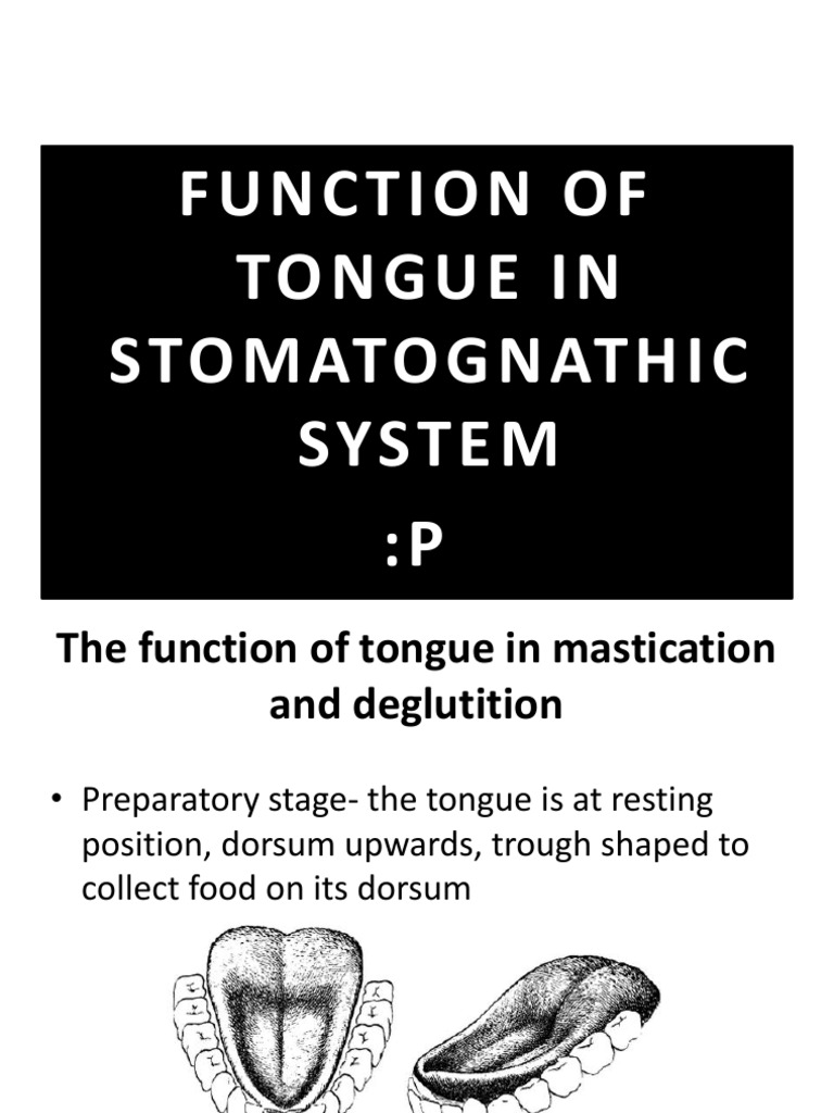 The Function of Tongue Tongue Mouth