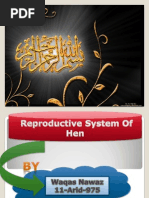 Reproductive System of Hen