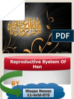 Reproductive System of Hen