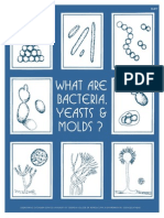 What Are Bacteria Yeasts Molds