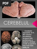 cerebelul
