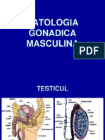 Patologia Gonadica Masculina