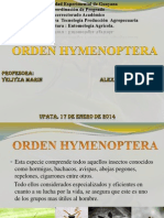 Hymenoptera de Ale.