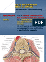 Sindromul de Neuron Motor