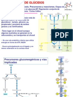 Tema 6 - Gluconeogenesis