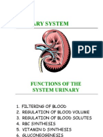 Urinary System A&p 2