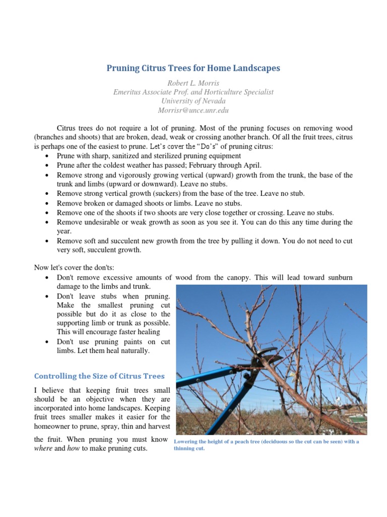 Citrus Tree Pruning Techniques Guide | PDF | Pruning | Trees