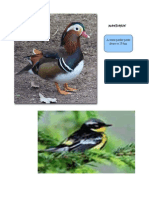 Birds End Carsnew Opendocument Text