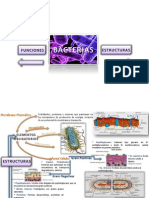 Estructura - Bacteriana Final PDF MAMA