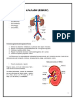 Aparato Urinario