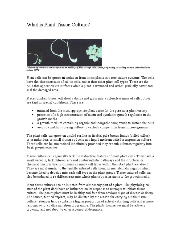 Overview of Plant Tissue Culture Techniques | PDF | Growth Medium ...