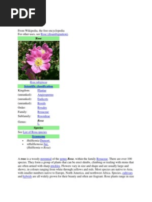 Rose