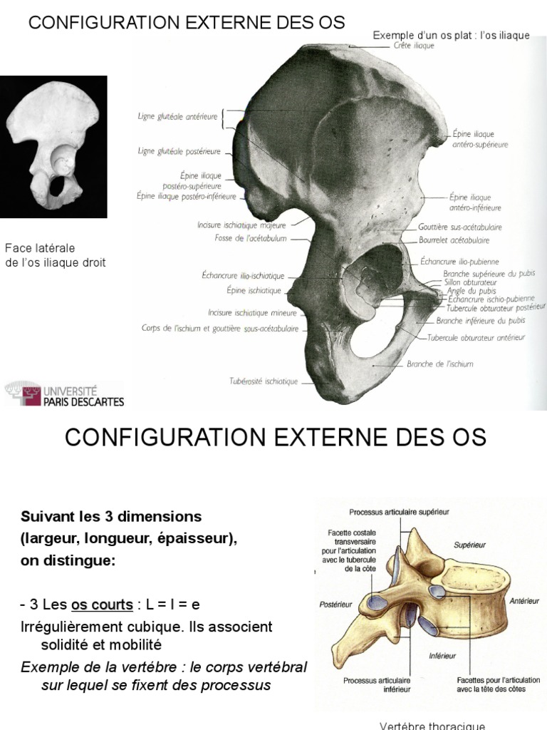Anatomie et Types d'Os humains | PDF | Os | Appareil locomoteur