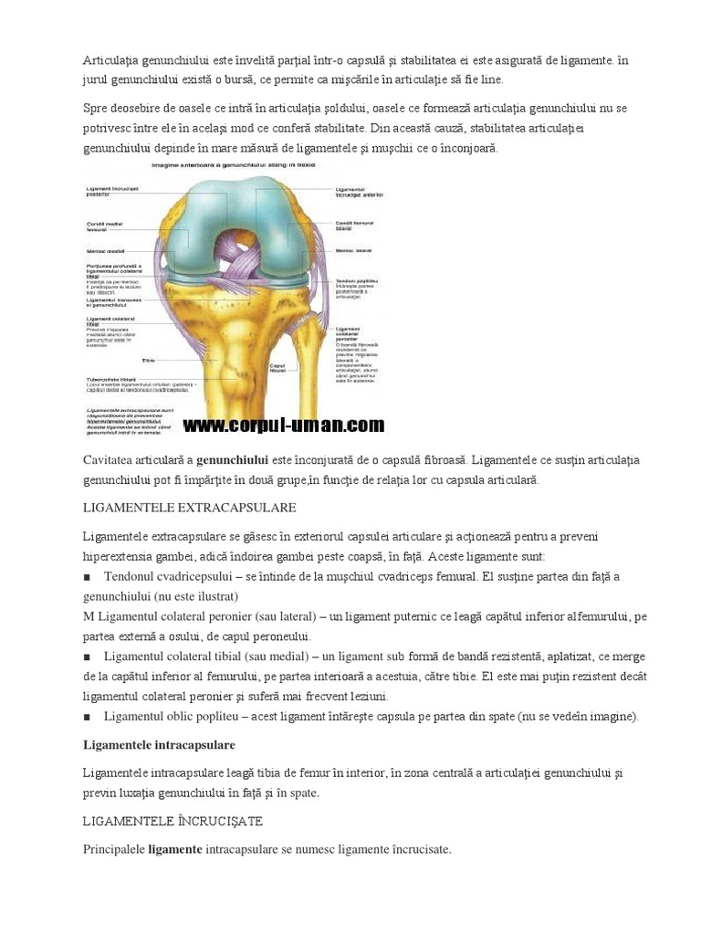 Picior | PDF