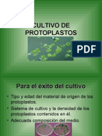 Cultivo de Protoplastos