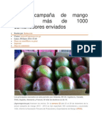 Actual campaña de mango acumula más de 1000 contenedores enviados