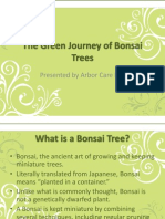 The Green Journey of Bonsai Trees