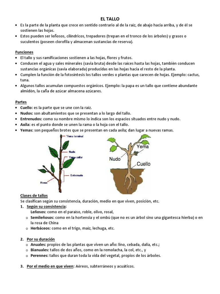 Funciones y Tipos de Tallo en Plantas | PDF | Tallo de la planta | Hoja