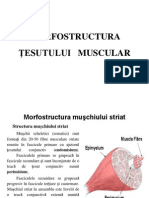 Structura Tesutului Muscular 3.1