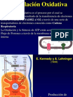 09 Fosforilacion Oxidativa-13