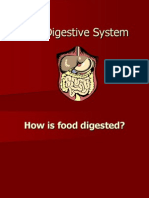 Digestion