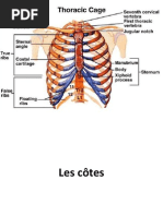 Cotes Et Sternum