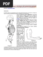 Posición Funcional o Fisiológica del Guitarrista Sentado