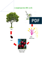 Angiosperm Life Cycle