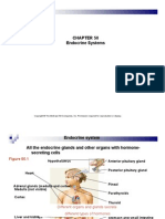 Chapter 50 Endocrine System