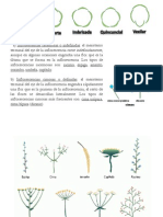 Prefloraciones e Inflorescencias