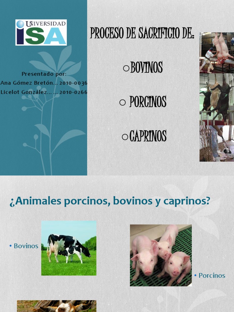 Proceso de Sacrificio de Ganado | PDF | Carne | Vacas