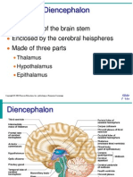 Diencephalon Presentation