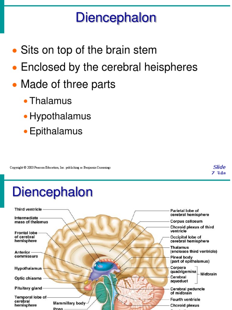 Diencephalon Presentation Brainstem Thalamus