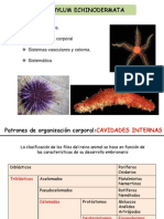 22_Equinodermos