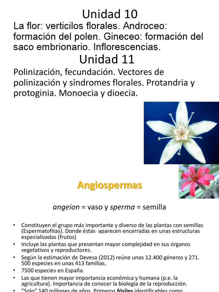 Tipos y funciones de flores angiospermas | PDF | Flores | Polinización