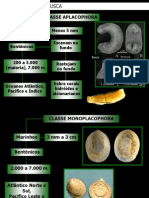 Ecologia e Concha Mollusca