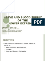 Nerve and Blood Supply - LE