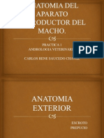 ANATOMIA DEL APARATO REPRODUCTOR DEL MACHO.pptx