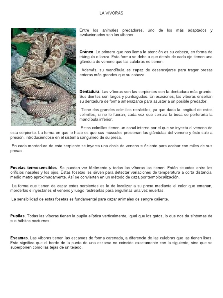 La Vivoras | PDF | Serpiente | Lepidosaurios