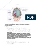 Neuro Meninges Klep