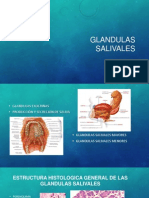 Glandulas Salivales