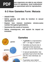 Ch 6-3 How Gametes Form