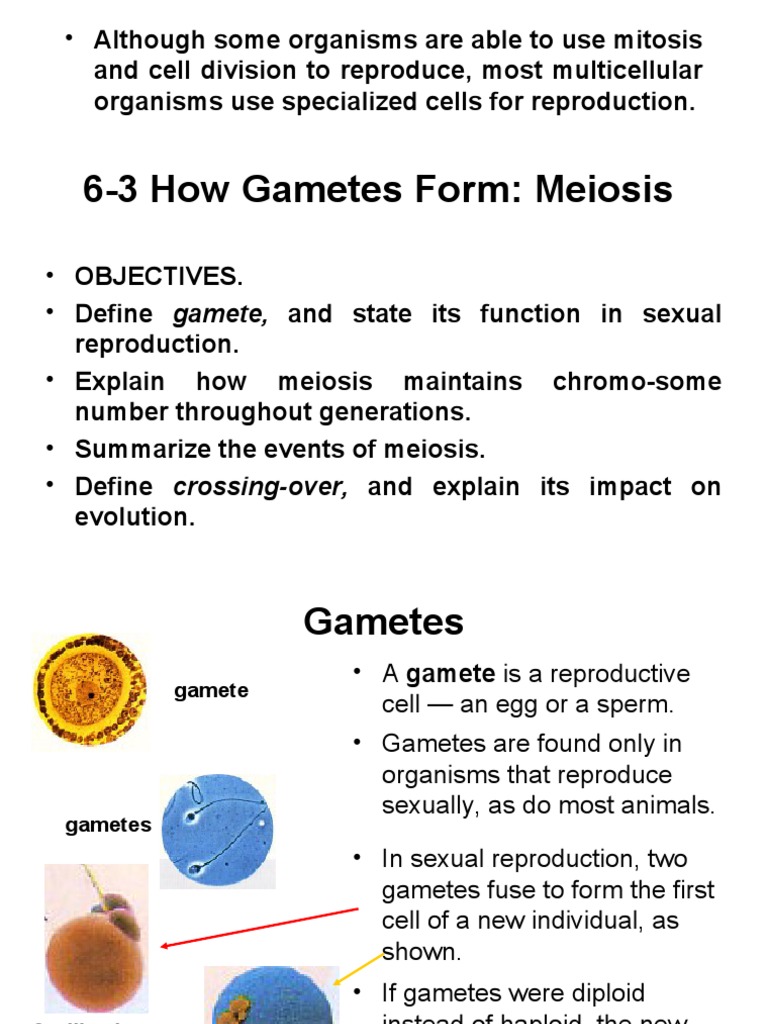 Understanding Gametes and Meiosis | PDF | Meiosis | Ploidy