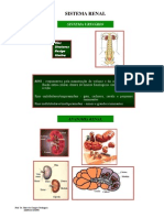 7 - Renal