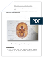 Agujeros y Fisuras de La Base Del Cráneo